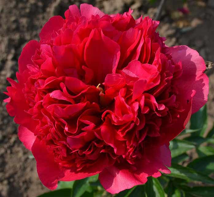 Command Performance Peony